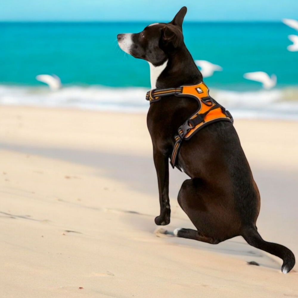 No Pull Dog Harness, New